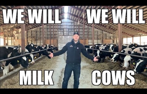 “We Will Milk Cows”, una genial parodia musical que rinde homenaje a...