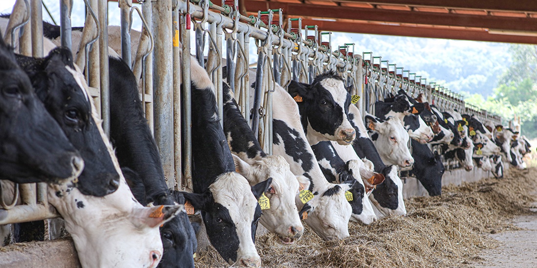 Las vacas alimentadas con leguminosas producen un 8 % ms de leche