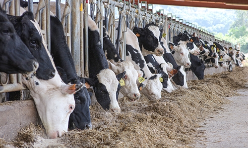 Las vacas alimentadas con leguminosas producen un 8 % más de leche