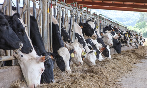 Las vacas alimentadas con leguminosas producen un 8 % ms de leche
