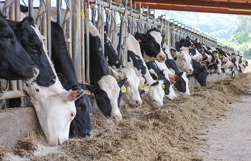 Las vacas alimentadas con leguminosas producen un 8 % ms de leche