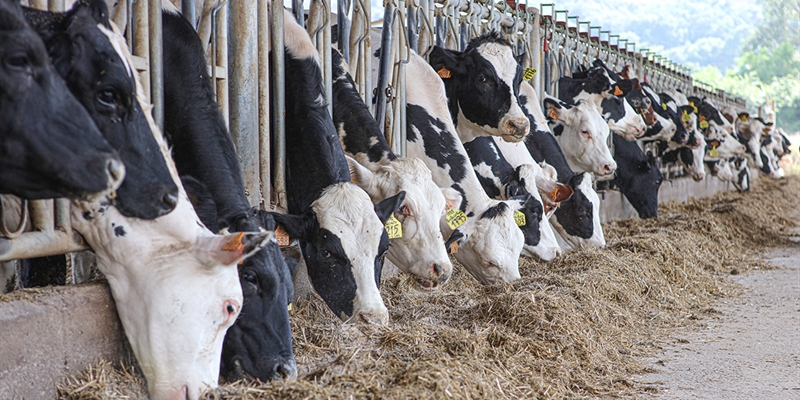 Las vacas alimentadas con leguminosas producen un 8 % más de leche