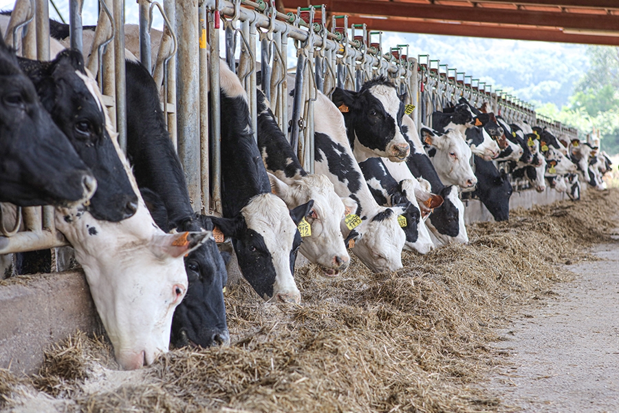 Las vacas alimentadas con leguminosas producen un 8 % ms de leche