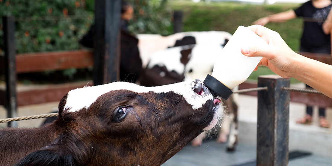 De Heus presenta Bacilactol Absolut y Benefit para potenciar la...