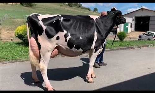 Coto Baily Chen Bertha, de Casa Coto, campeona de la seccin de vacas...