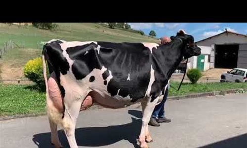 Coto Baily Chen Bertha, de Casa Coto, campeona de la seccin de vacas...