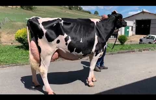 Coto Baily Chen Bertha, de Casa Coto, campeona de la seccin de vacas...