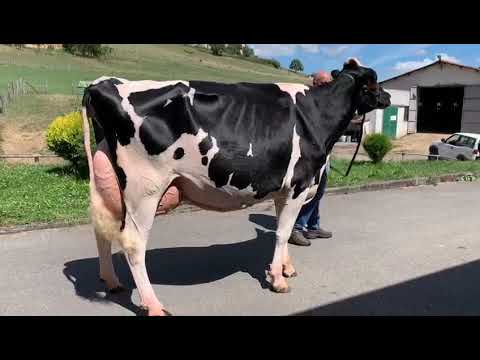 Coto Baily Chen Bertha, de Casa Coto, campeona de la seccin de vacas...