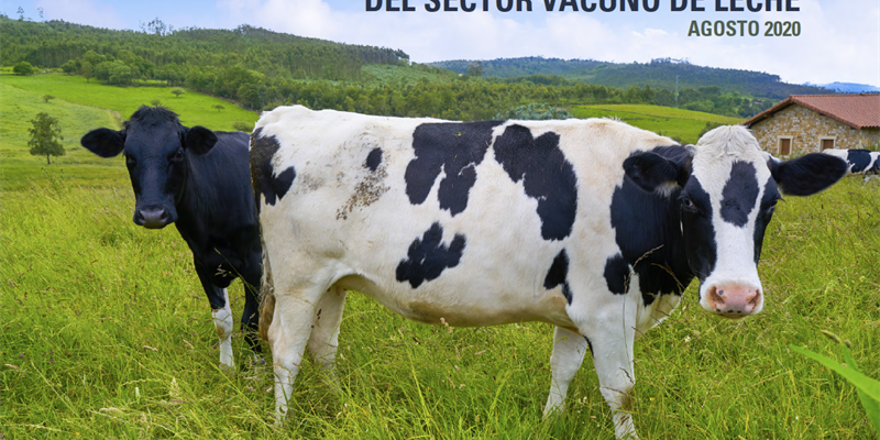 El precio medio en origen de la leche de vaca en agosto permanece en 0,325 /litro pero sube 0,6 % respecto a 2019