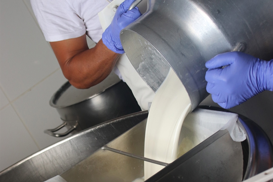 Canarias convoca las ayudas POSEI 2020 a la industria lctea y a los...