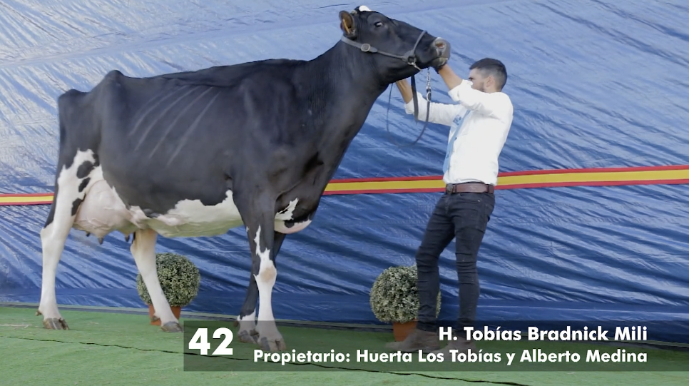 H. Tob�as Bradnick Mili, Vaca Gran Campeona del concurso virtual Us�as...