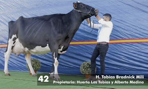 H. Tobas Bradnick Mili, Vaca Gran Campeona del concurso virtual Usas...