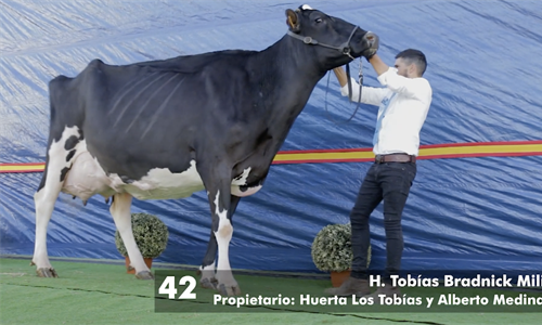 H. Tobas Bradnick Mili, Vaca Gran Campeona del concurso virtual Usas...