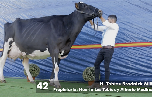 H. Tobas Bradnick Mili, Vaca Gran Campeona del concurso virtual Usas...