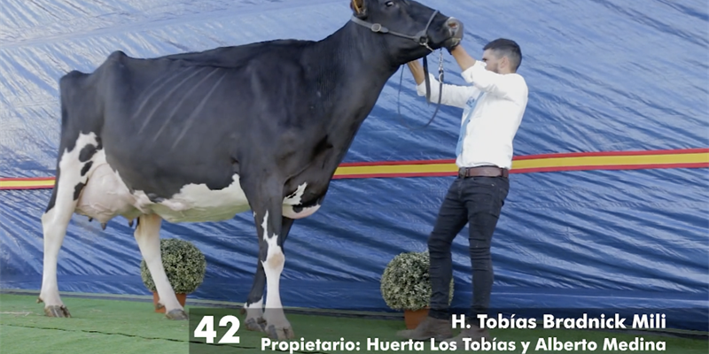 H. Tobas Bradnick Mili, Vaca Gran Campeona del concurso virtual Usas Holsteins 2020