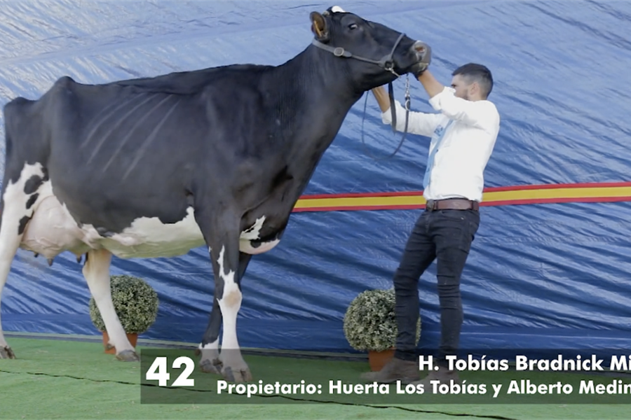 H. Tobas Bradnick Mili, Vaca Gran Campeona del concurso virtual Usas...