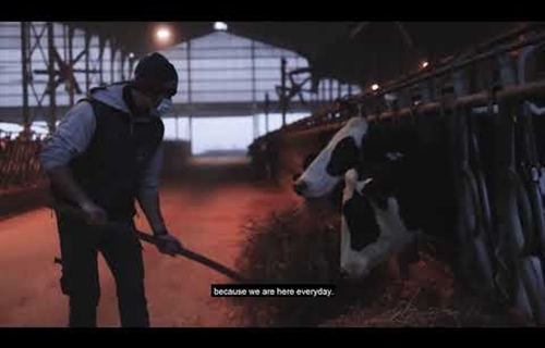 Edicin especial online del Concurso de Ganado Lechero de Cremona 2020