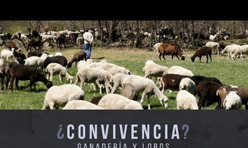 UPA propone 10 medidas para afrontar los problemas que causa el lobo a...