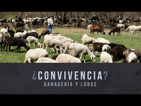 UPA propone 10 medidas para afrontar los problemas que causa el lobo a...