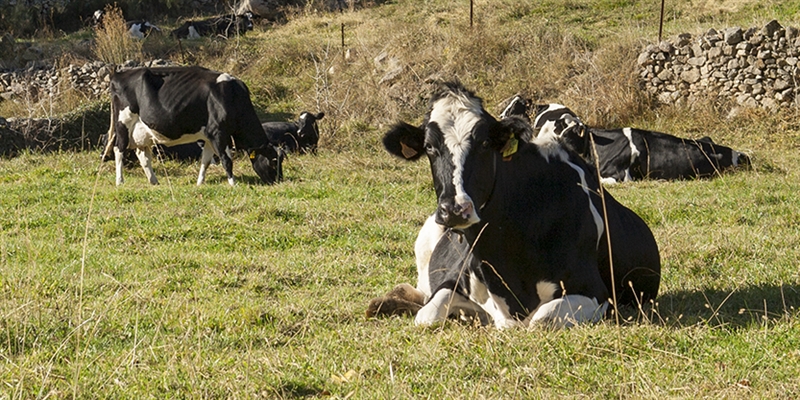 El Gobierno aprueba el Plan de Seguros Agrarios Combinados para 2021 con un crecimiento presupuestario del 19%