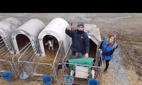 Vdeo: Cmo se cogen las muestras para genmica en vacuno de leche?