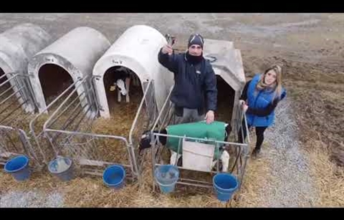 Vdeo: Cmo se cogen las muestras para genmica en vacuno de leche?