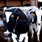 El Gobierno aprueba un real decreto para disponer de más información sobre el sector lácteo