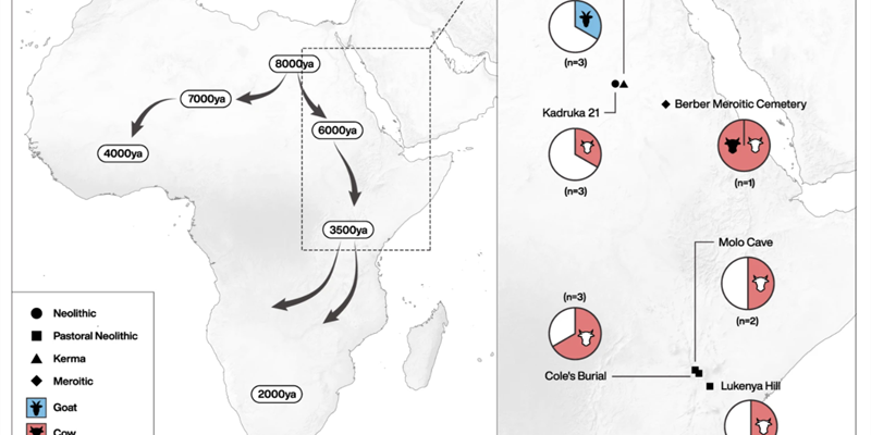 Un estudio cientfico permite rastrear el consumo de leche en frica desde hace 6.000 aos