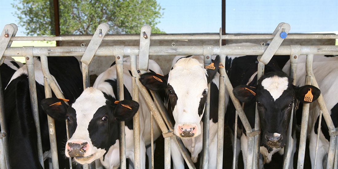 El ritmo de cierre de granjas de vacuno de leche se ralentiz� en Espa�a...