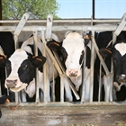 El ritmo de cierre de granjas de vacuno de leche se ralentizó en España en 2020