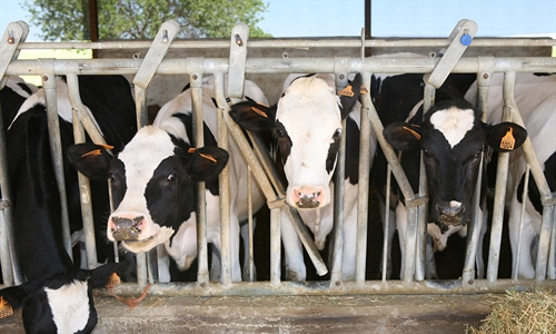 El ritmo de cierre de granjas de vacuno de leche se ralentizó en España...
