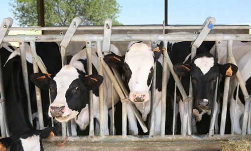 El ritmo de cierre de granjas de vacuno de leche se ralentiz en Espaa...