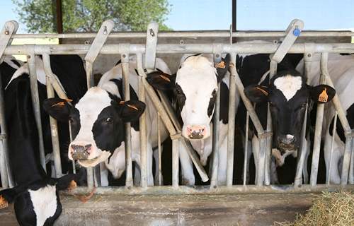 El ritmo de cierre de granjas de vacuno de leche se ralentizó en España...