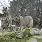 El Gobierno admite que las Comunidades Autnomas han estado abandonadas en la gestin del lobo