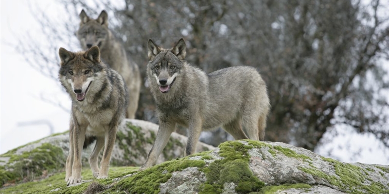 El Gobierno admite que las Comunidades Autnomas han estado abandonadas en la gestin del lobo