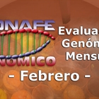 Nuevos toros genmicos con Prueba Oficial: Evaluacin genmica de febrero 2021