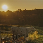 Las ganaderías asociadas de CONAFE destacan en los X “Premios Ganaderos” de Danone