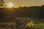 Las ganaderías asociadas de CONAFE destacan en los X “Premios Ganaderos” de Danone