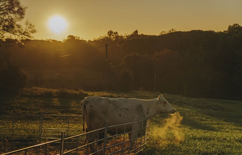 Las ganaderías asociadas de CONAFE destacan en los X “Premios...