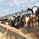 UPA denuncia que los ganaderos lácteos están inmersos en una "tormenta perfecta" que les hace "perder dinero"