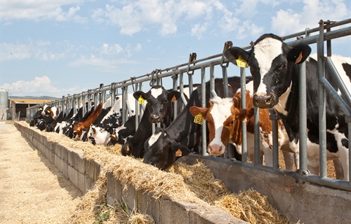 UPA denuncia que los ganaderos lácteos están inmersos en una "tormenta...