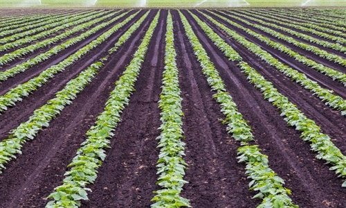 Agroseguro incorpora la tecnologa RPA para la eficiencia de sus...
