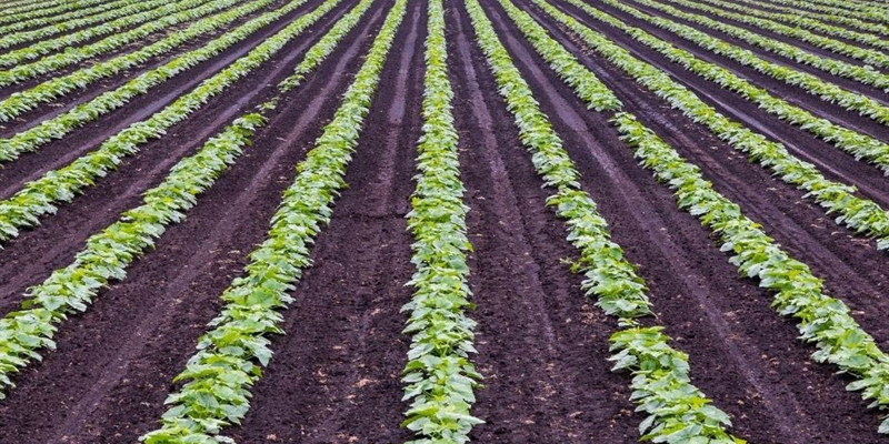 Agroseguro incorpora la tecnología RPA para la eficiencia de sus procesos operativos