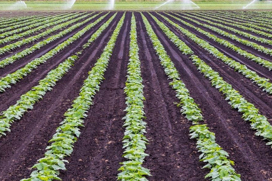 Agroseguro incorpora la tecnologa RPA para la eficiencia de sus...