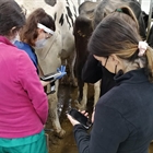 Vacas de la Granja Experimental de Leche de Lugo llegan a producir 80 litros al da