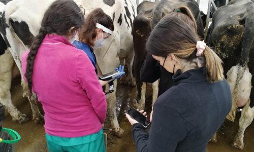 Vacas de la Granja Experimental de Leche de Lugo llegan a producir 80...