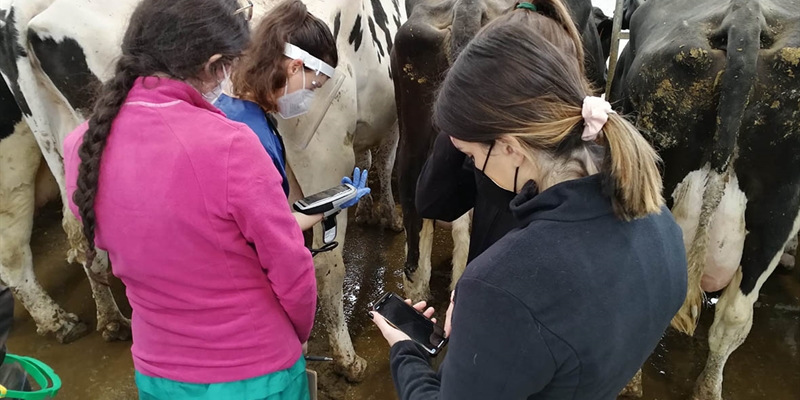 Vacas de la Granja Experimental de Leche de Lugo llegan a producir 80 litros al da