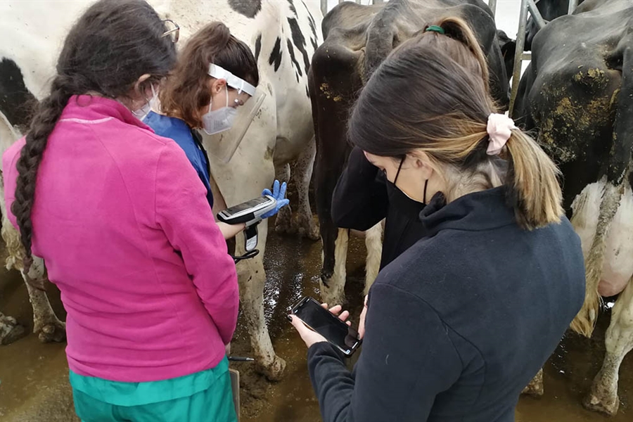 Vacas de la Granja Experimental de Leche de Lugo llegan a producir 80...