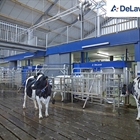 DeLaval VMS ordeo robotizado por lotes se presenta como un nuevo enfoque para explotaciones lecheras de gran tamao
