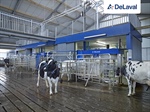 DeLaval VMS ordeo robotizado por lotes se presenta como un nuevo enfoque para explotaciones lecheras de gran tamao